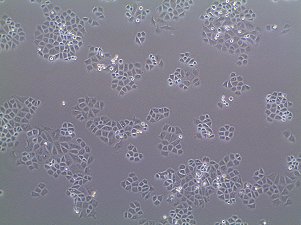 Working With Cells in the Lab: The Basics
