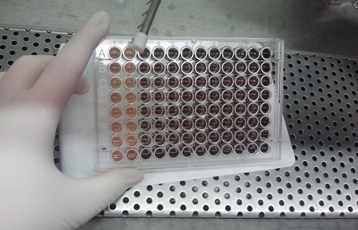 Doing a High-Throughput Experiment To Measure Cell Number