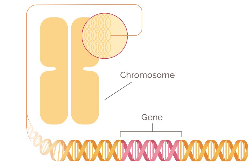 The BRCA Gene and Mutations
